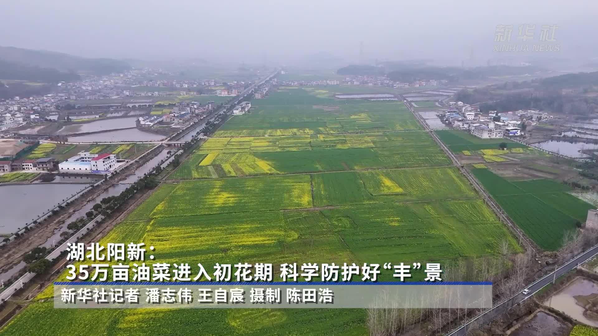 湖北阳新：35万亩油菜进入初花期 科学防护好“丰”景