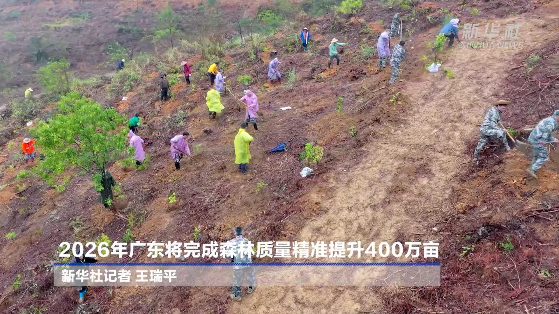 2026年广东将完成森林质量精准提升400万亩