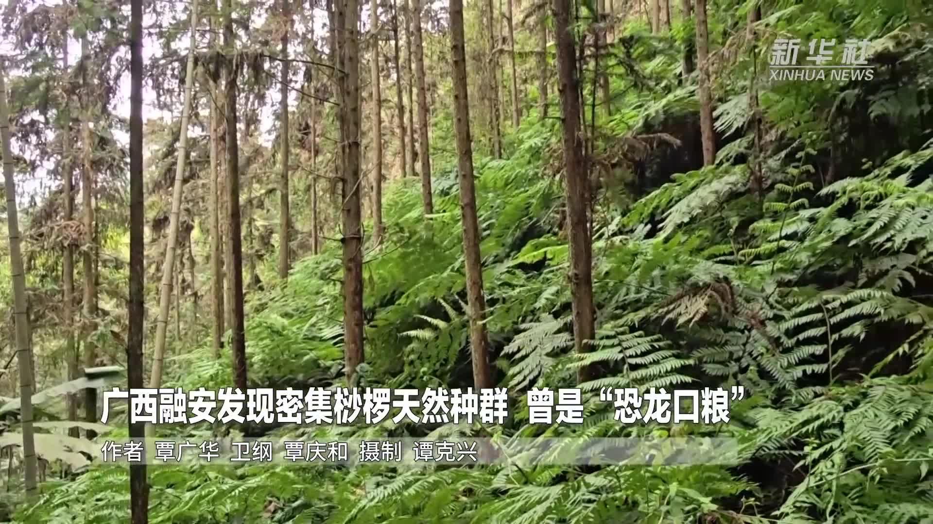 广西融安发现密集桫椤天然种群 曾是“恐龙口粮”