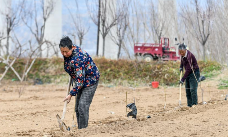 黄河岸边农事忙
