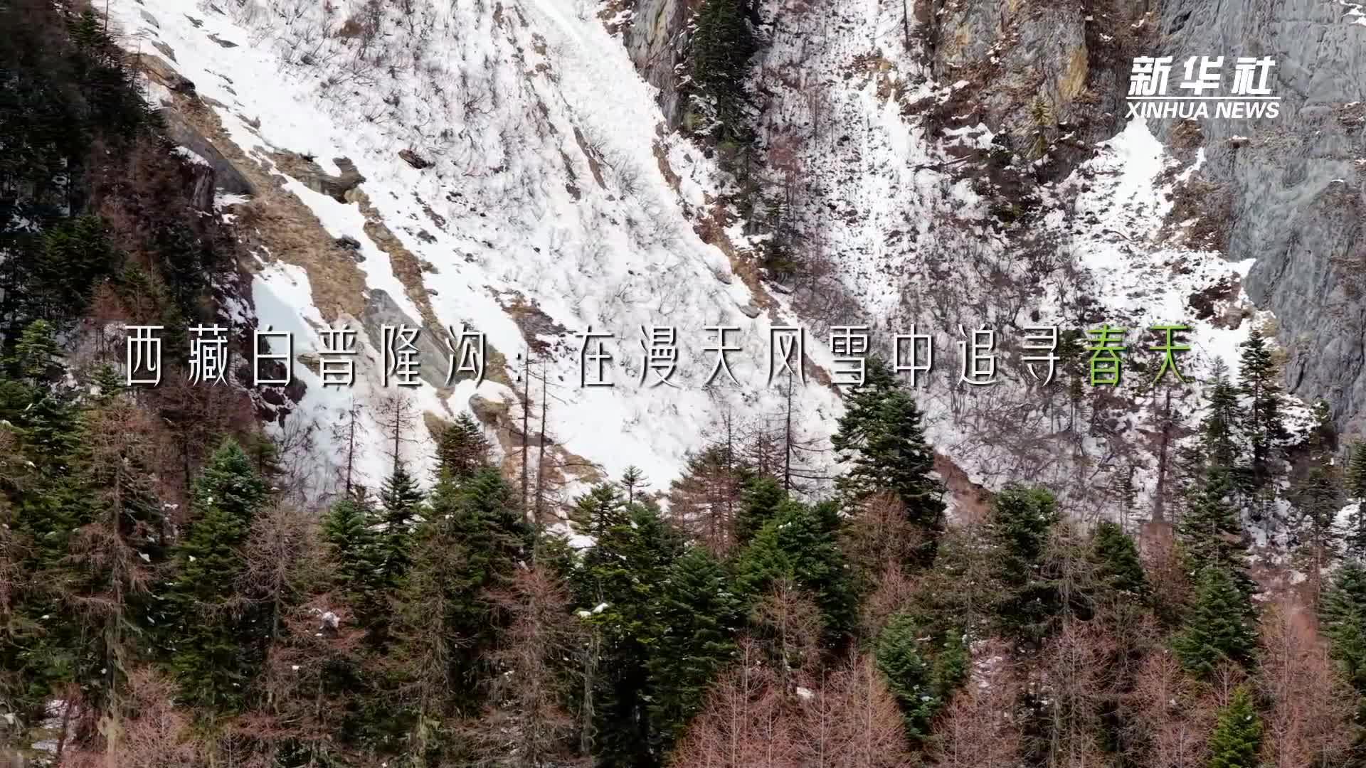 文旅新探丨西藏白普隆沟：在漫天风雪中追寻春天