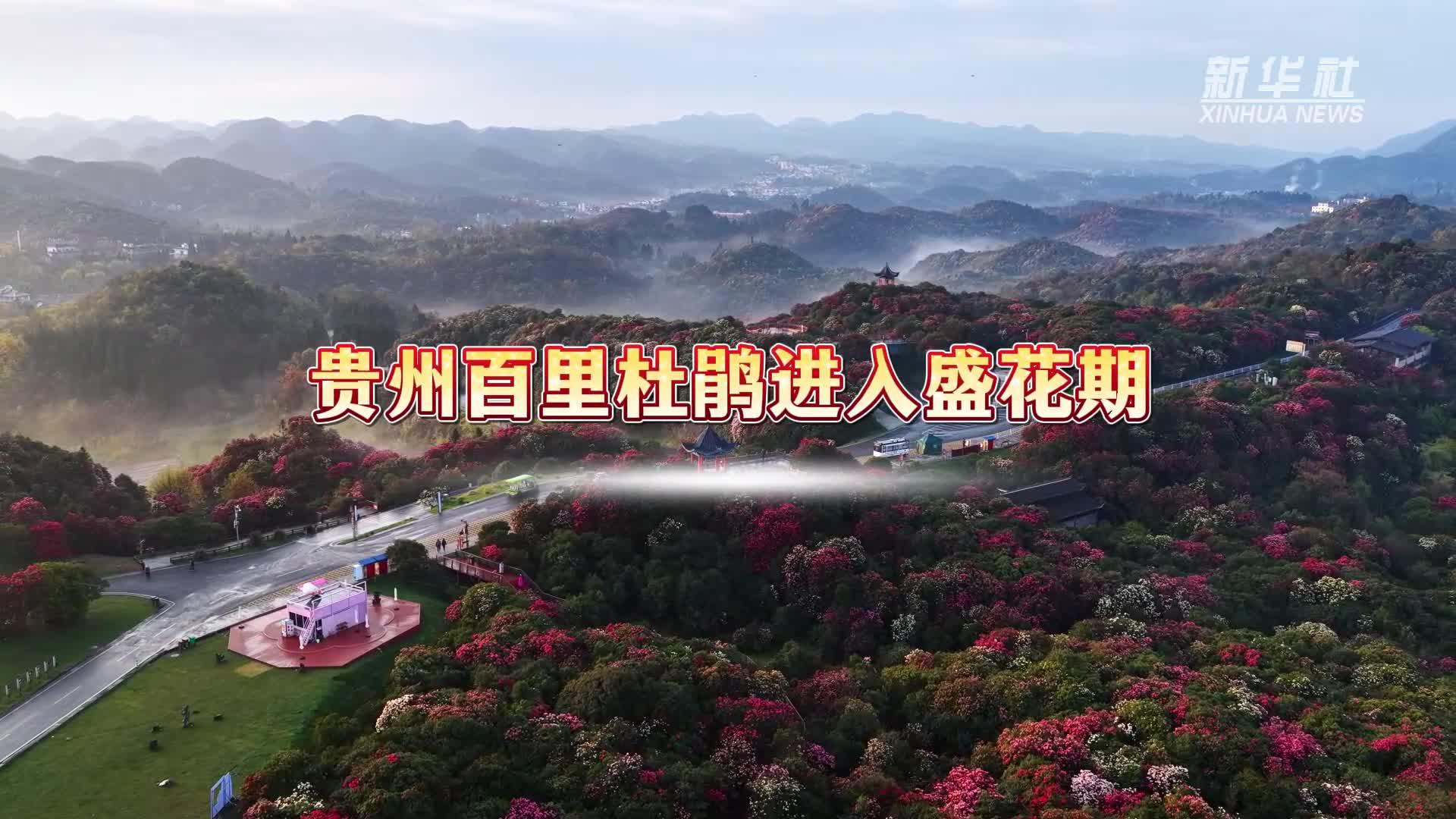 诗意中国丨几日春风又春雨 杜鹃依旧映山红