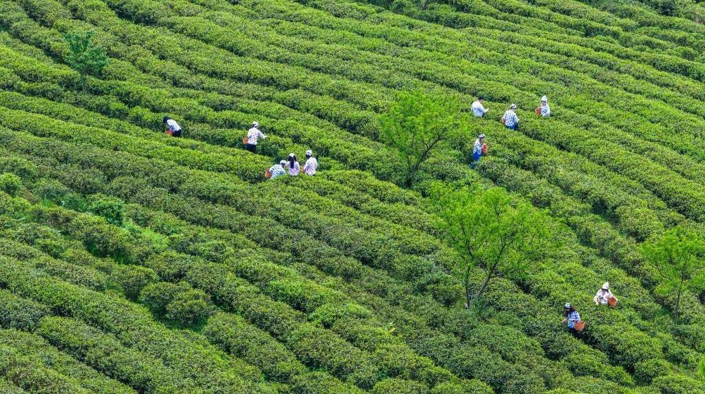 重庆丰都：千年茶乡抢春时