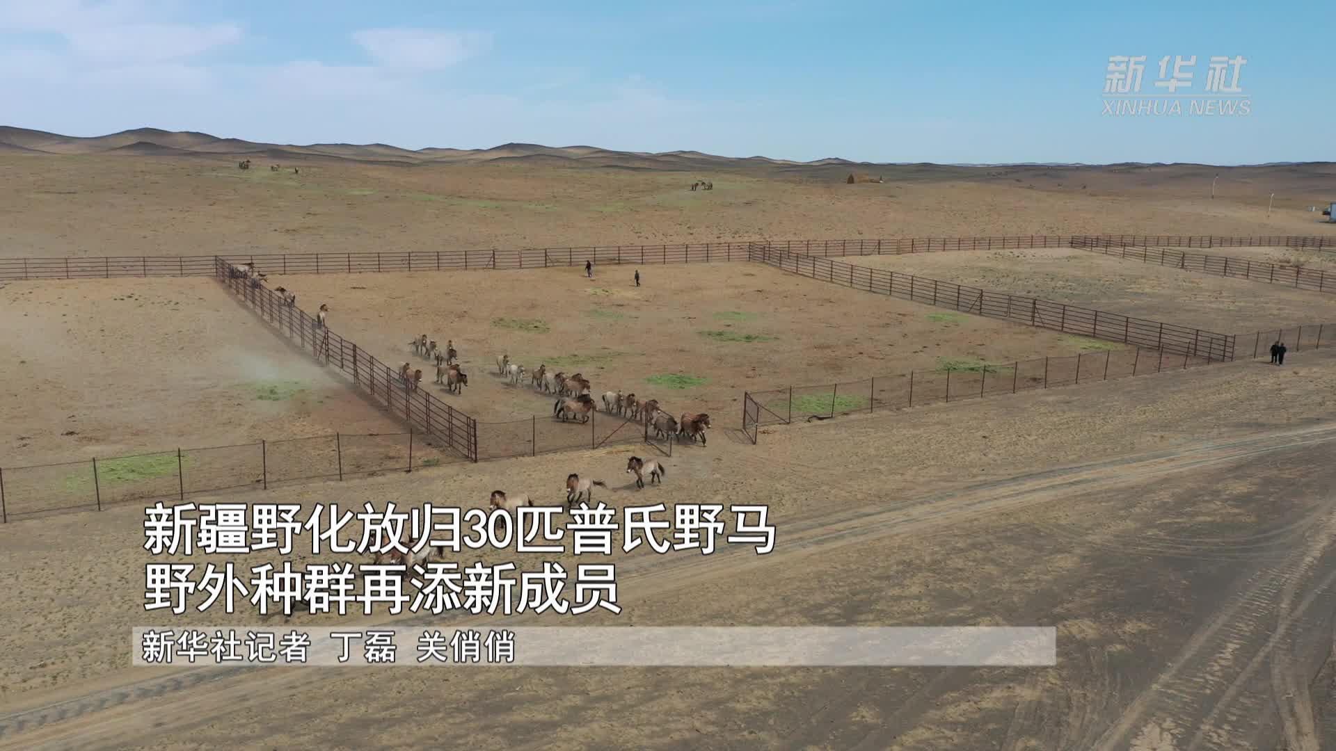 新疆野化放归30匹普氏野马 野外种群再添新成员