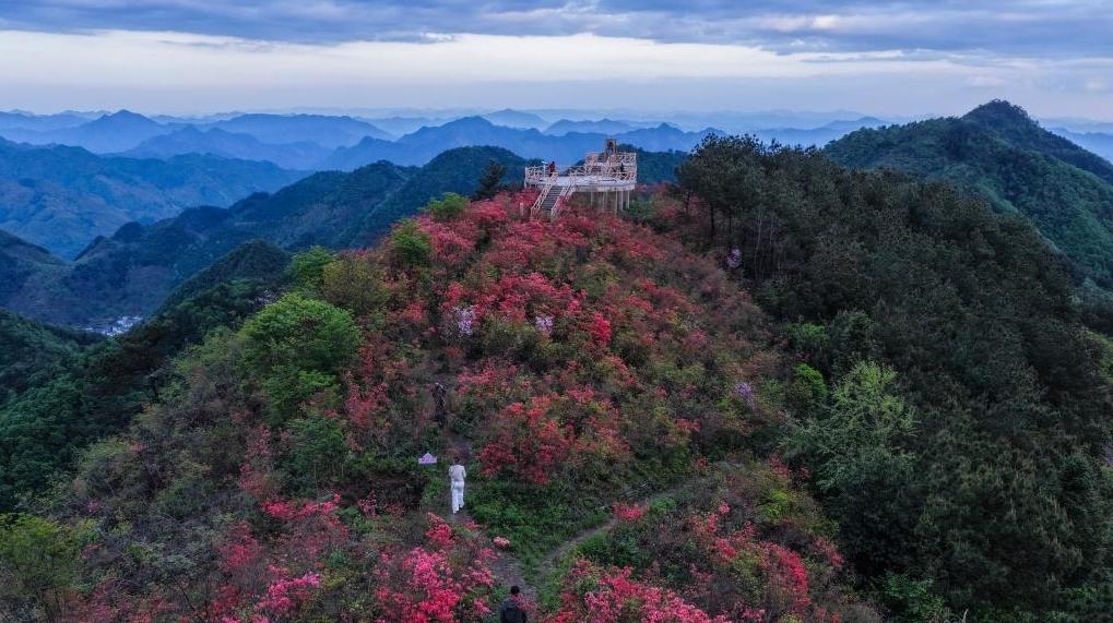 百亩高山杜鹃迎客来