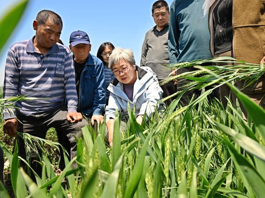 山东青岛：绿色增粮提单产 防灾减灾保丰收