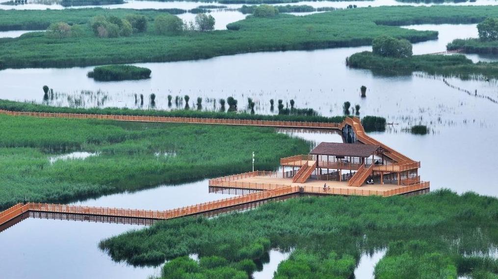 美丽中国丨白洋淀初夏风光