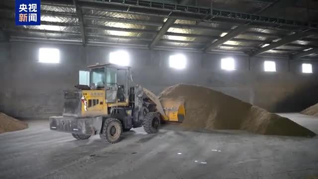 视频丨小麦被雨打湿还能吃吗？专业解读来了
