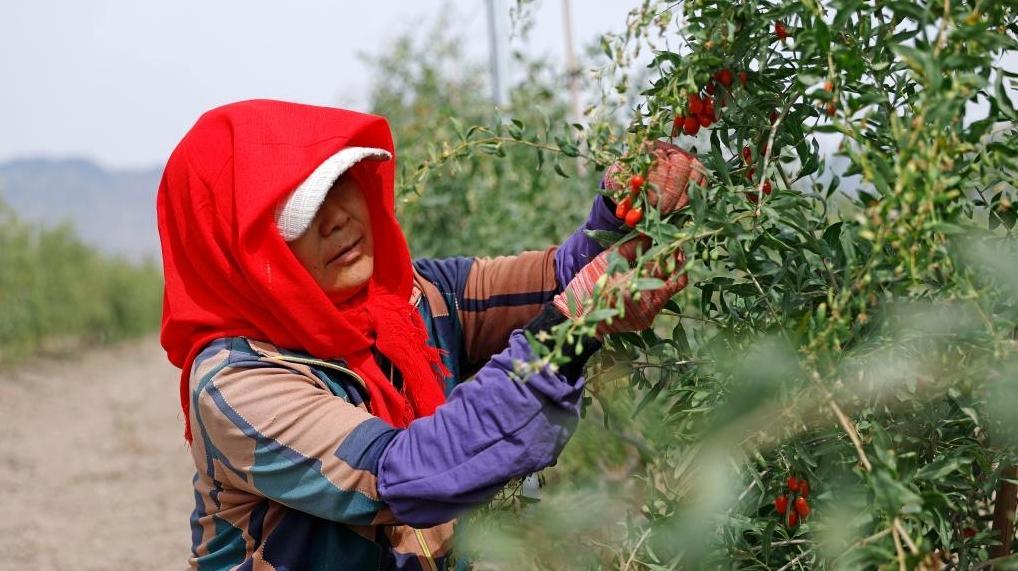 贺兰山下枸杞红 头茬采摘迎丰收