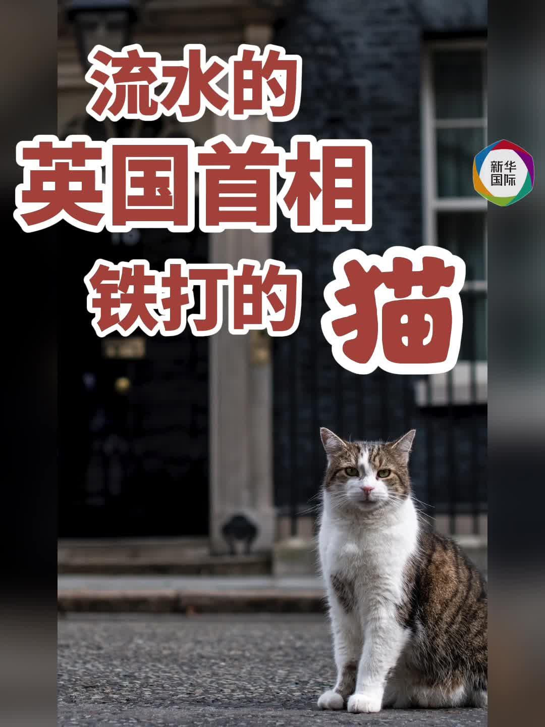 流水的英国首相，铁打的猫