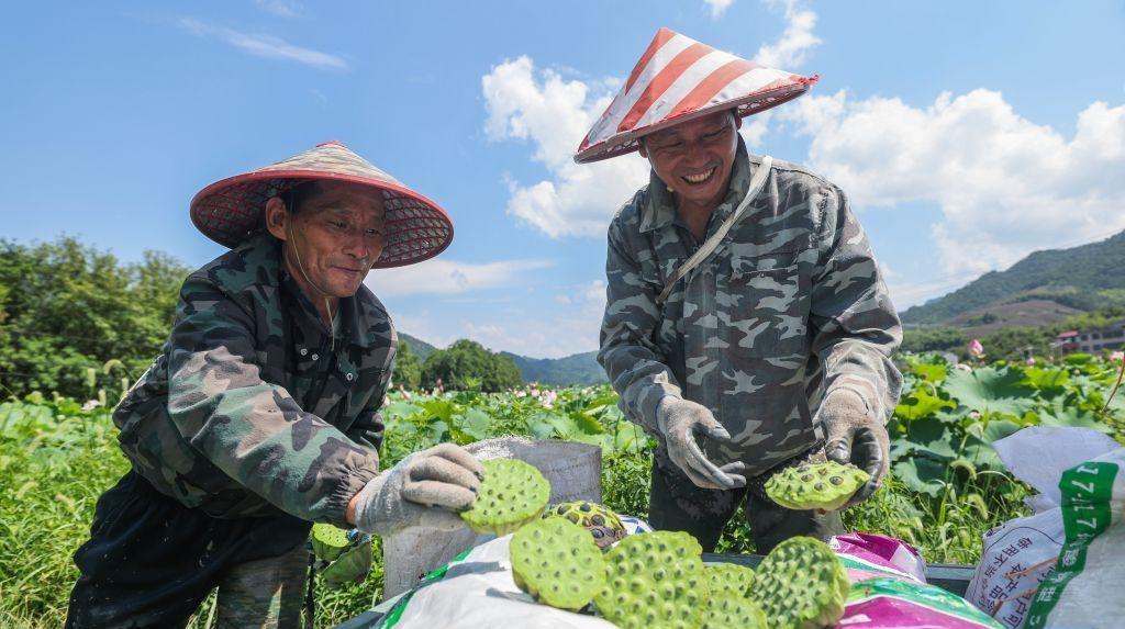 浙江武义：千亩荷塘迎丰收
