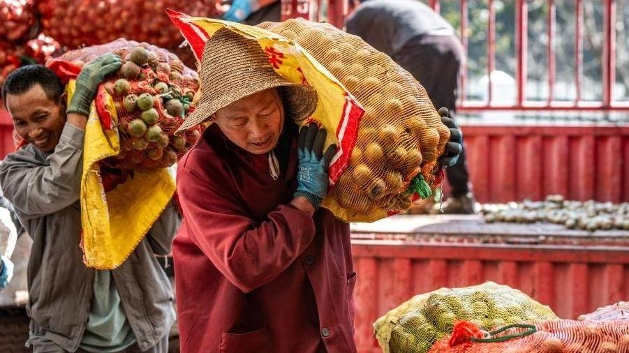 云南永平：核桃树下的增收路