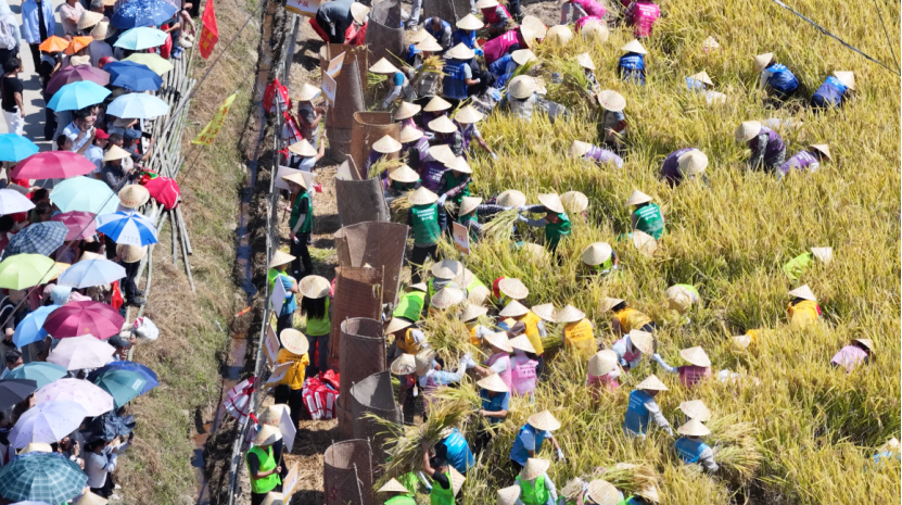 福建永泰霞拔丰收节举行，农耕节目多样