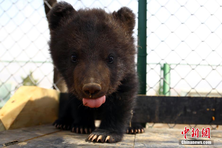 亚洲黑熊幼年图片