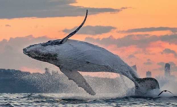 悉尼海岸座头鲸跃出海面嬉戏画面唯美
