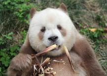 （XHDW·图文互动）（1）秦岭棕色大熊猫：“弃仔”到“七仔” 命运大不同