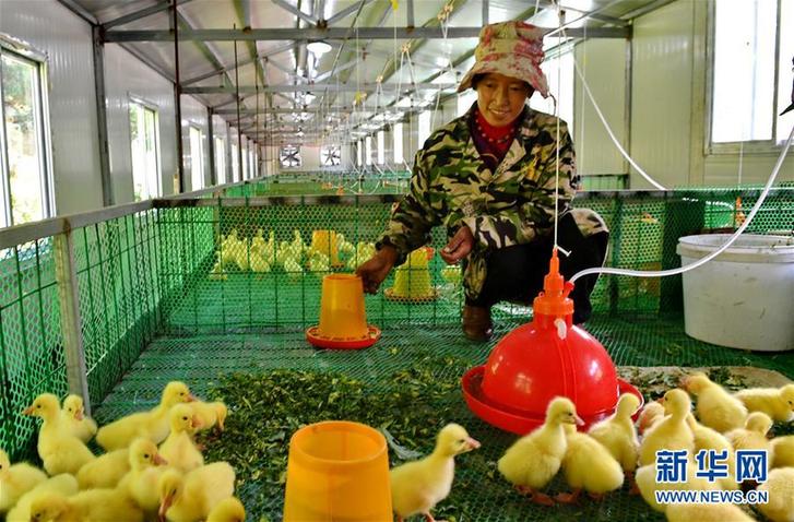 （脱贫攻坚）（2）西藏昌都：生态鹅养殖助力脱贫