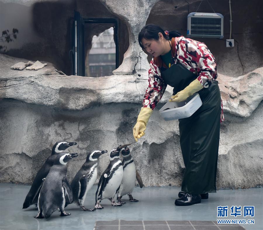（社会）（1）重庆动物园为动物取暖过冬