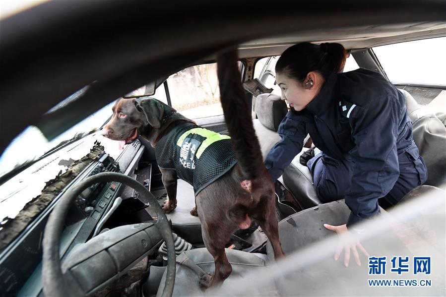 永恒警犬妈妈图片