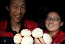 （图片故事）（11）“蘑菇”夫妻：脱贫之后奔致富