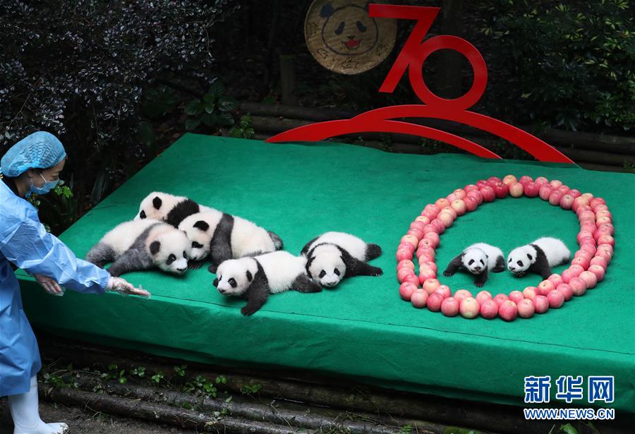 （社会）（2）成都：7只新生大熊猫齐亮相