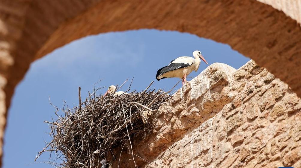 探访摩洛哥舍拉考古遗址