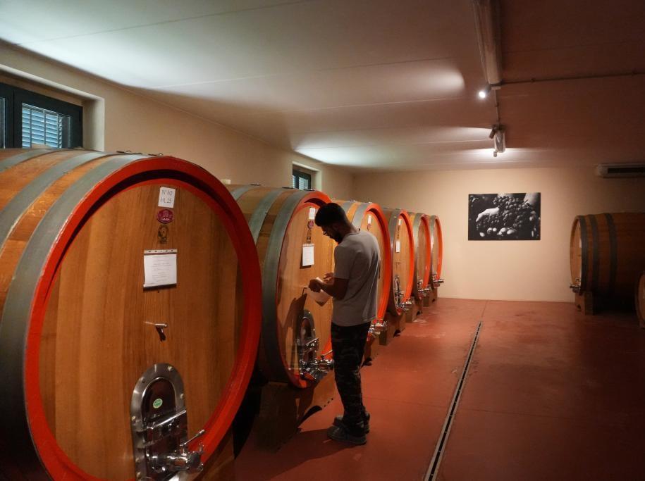 记者手记｜葡萄满枝头 焦虑压心头——探访美关税冲击下的意大利酒庄