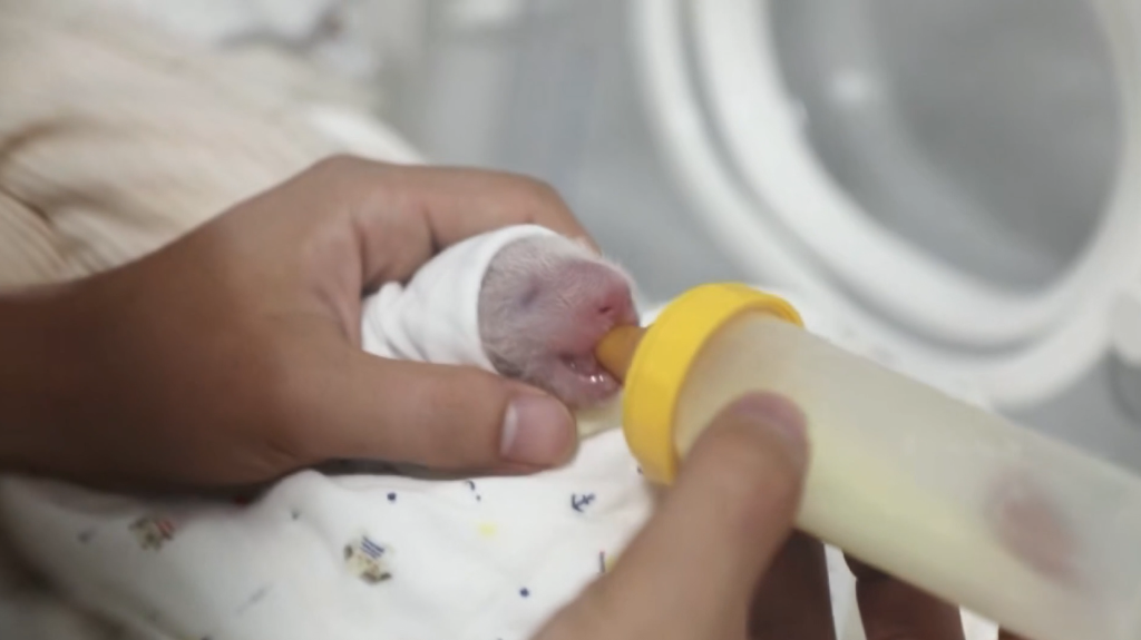 上海：大熊猫“芊金”首次当妈 “龙凤”双喜一胎得俩