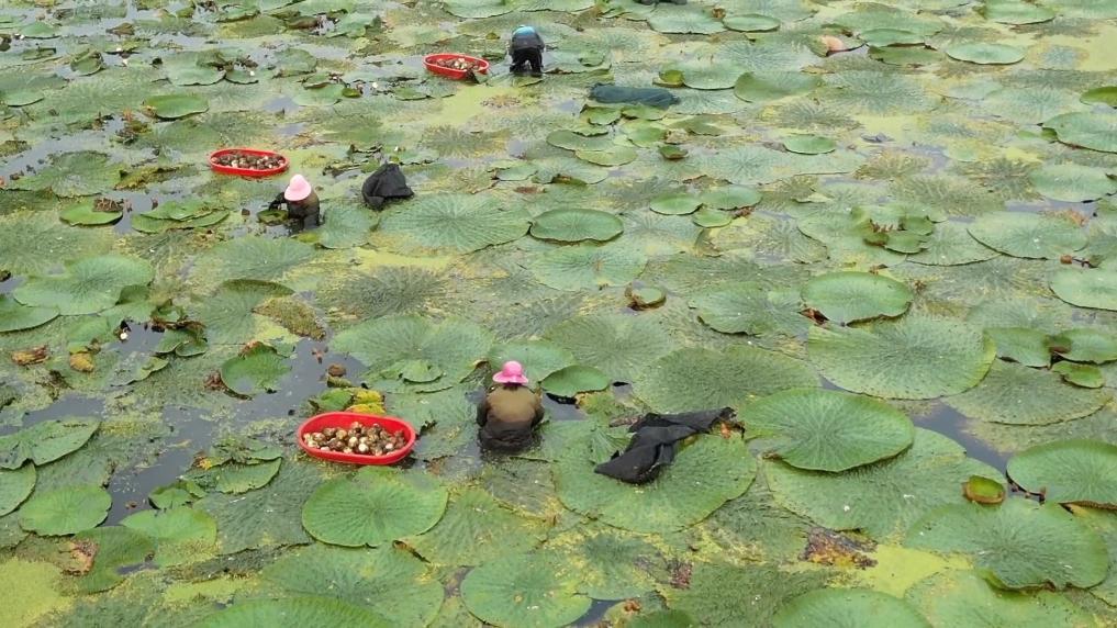 新华视点｜“小特产”撬动“大产业”：特色产业激活经济新动能