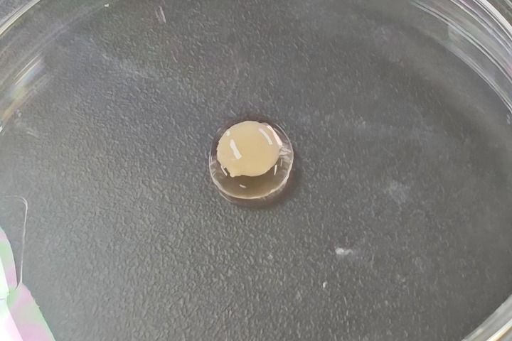 实验室里长出目前最大尺寸“人造心脏”