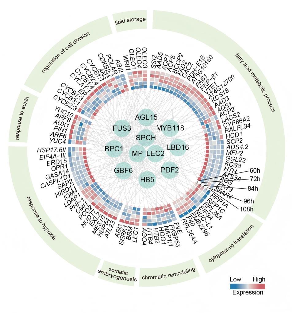 我国科学家首次揭示单个体细胞“变”完整植株全过程