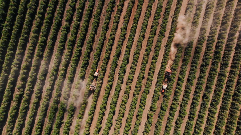 通讯丨美国关税冲击下巴西咖啡产业寻新机