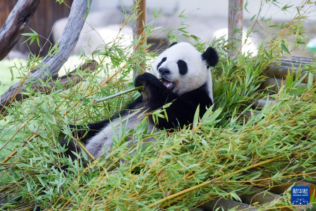 通讯丨生日快乐！马德里动物园为大熊猫庆生