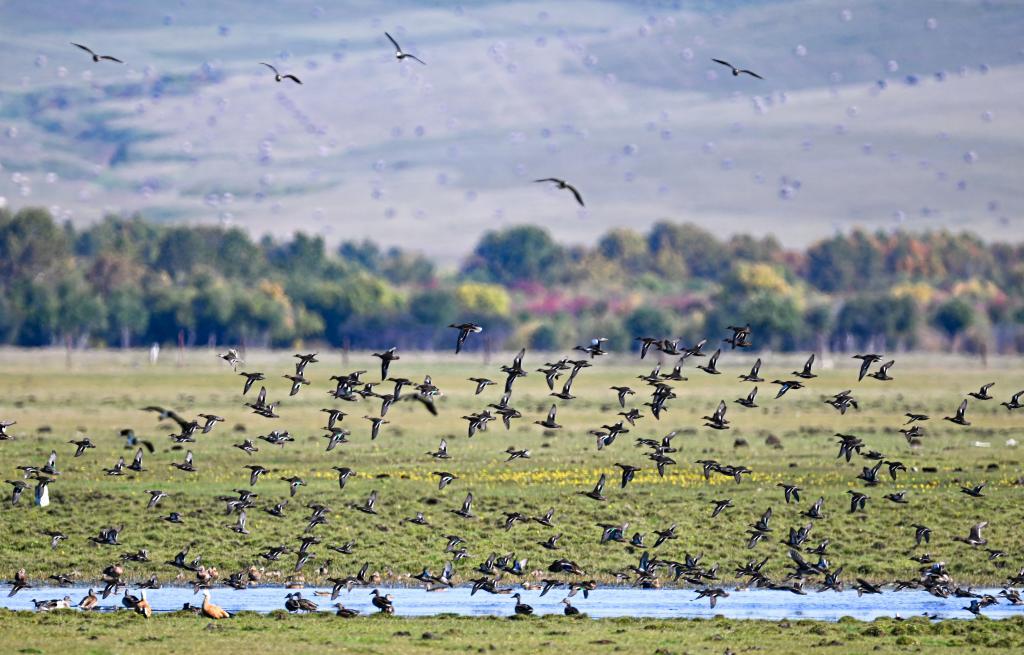 “声动”二十四节气·秋分｜昼夜均寒暑平 桂花香秋意浓