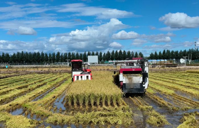 中国农民丰收节丨种子也要竞争上岗？内蒙古扎赉特旗的粮收得早产量高