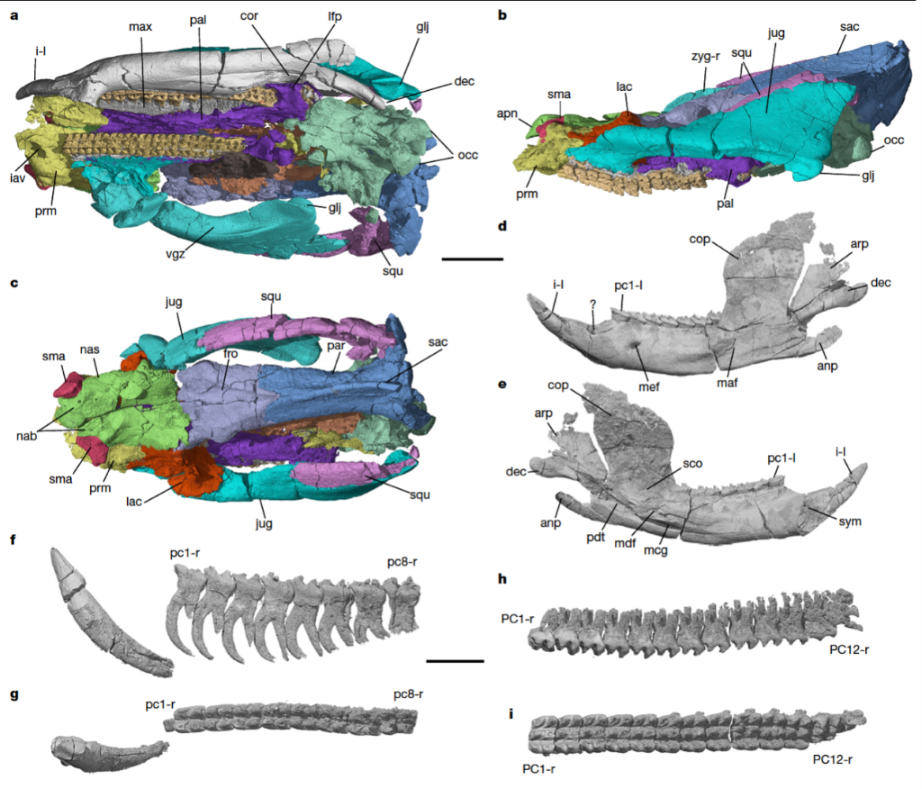 远古发现丨“老化石”里发现“新秘密”：新成果破解多项生命演化之谜