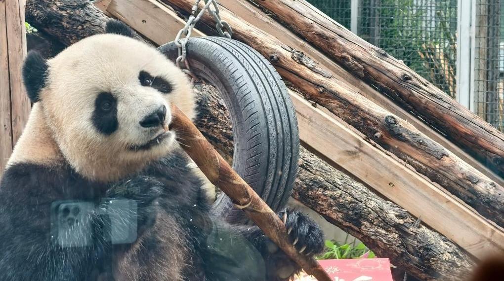 北京动物园来了“新朋友”！大熊猫“吉年”“福将”与游客见面