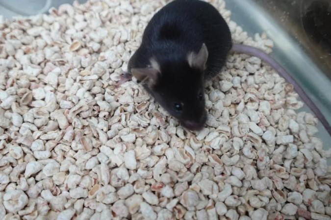 新华社邀你为“太空小鼠”取名啦！