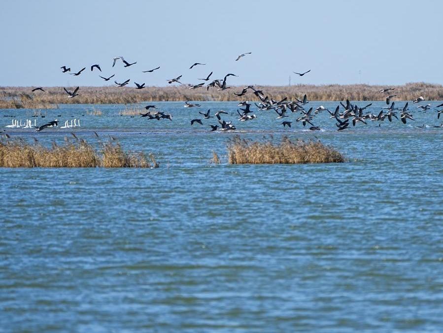 中国之城丨山东东营：河海交汇的湿地之城