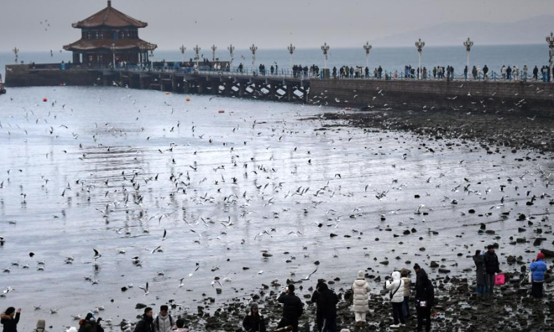 冬日栈桥赏海鸥