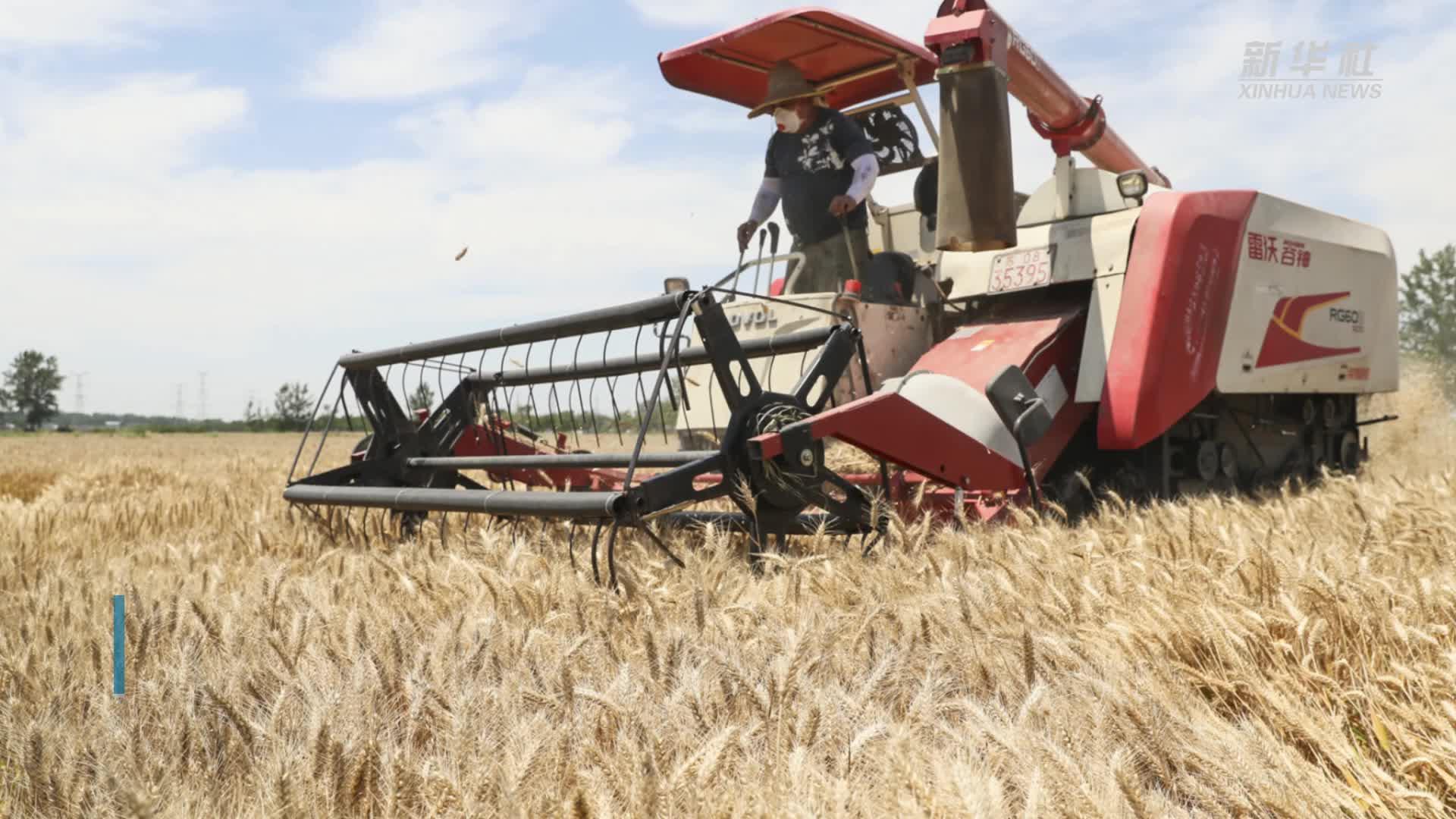 当前我国夏粮收获进度超四成
